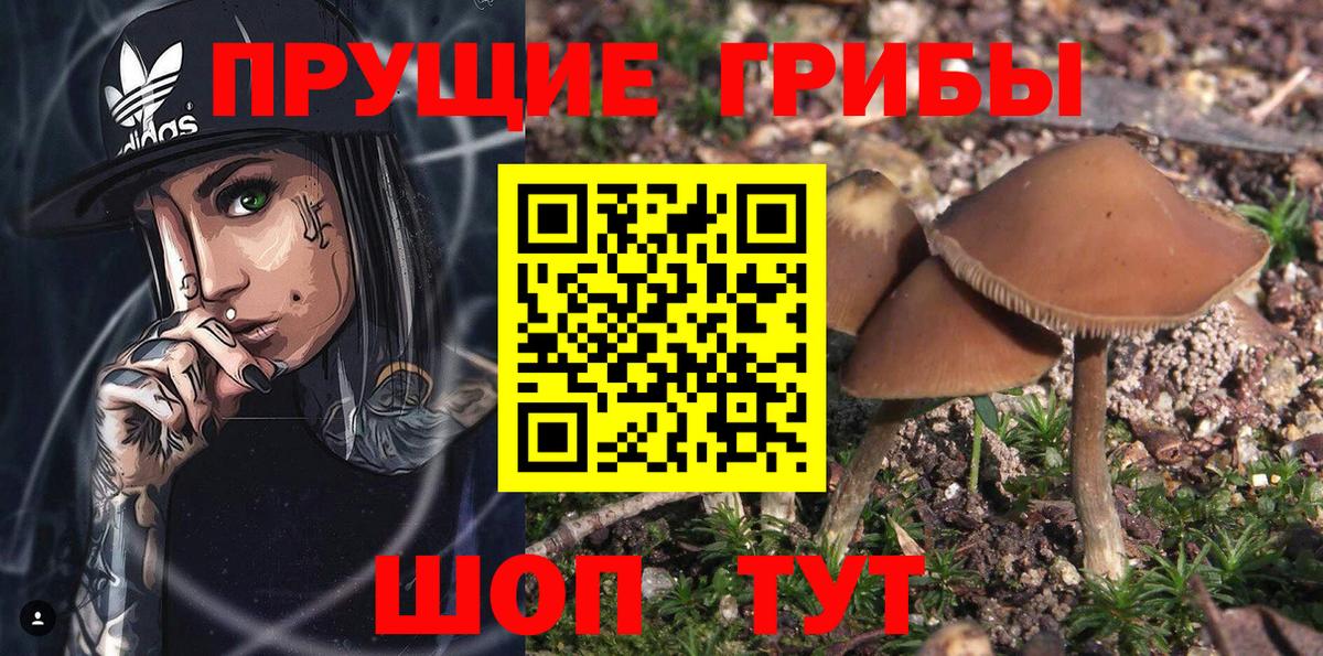 Заводоуковск  Галлюциногенные грибы Psilocybe  Вход с VPN 