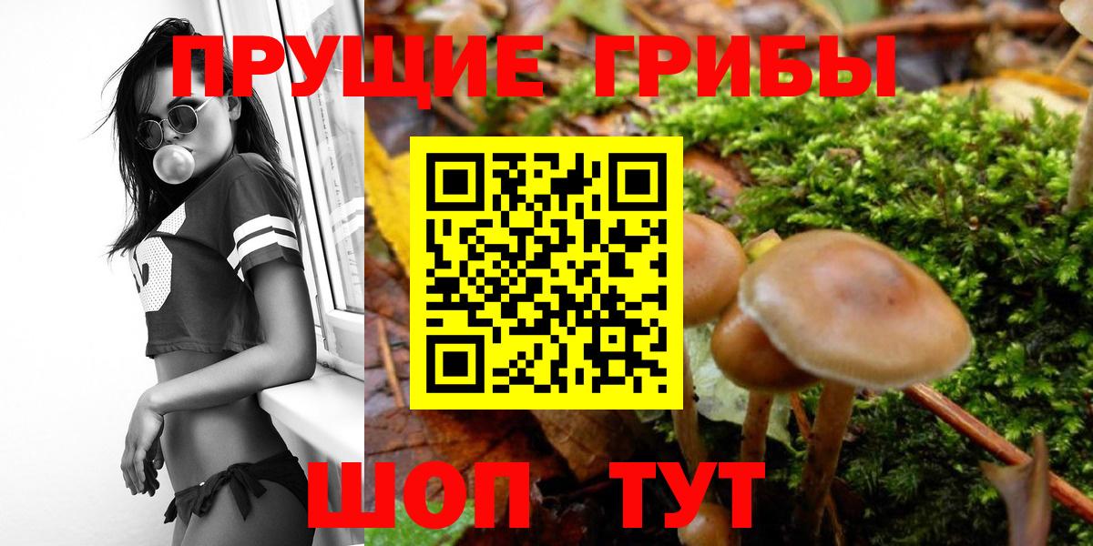 APVP Заводоуковск